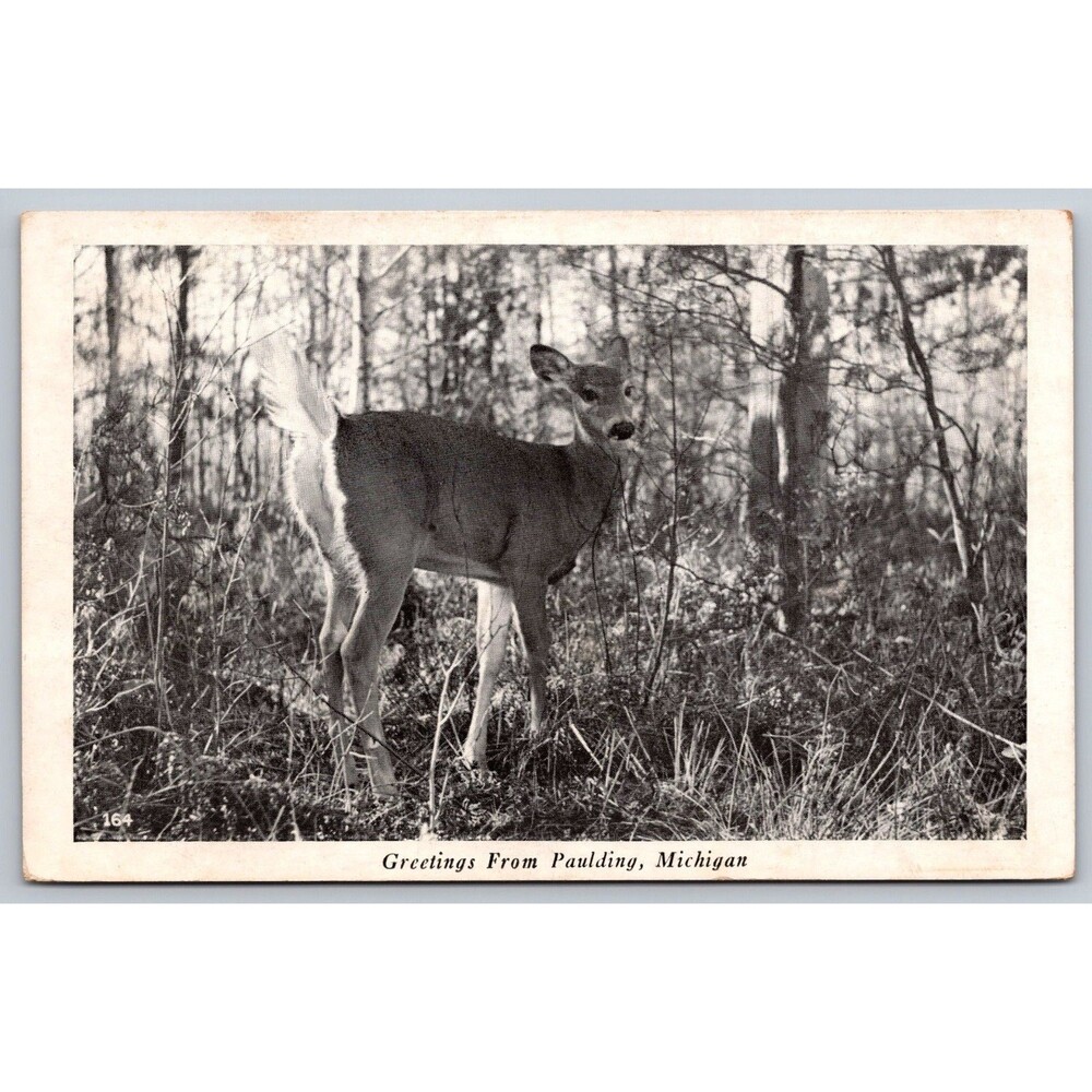 Vintage 1947 Paulding Michigan Postcard Deer Wildlife Herman The Printer